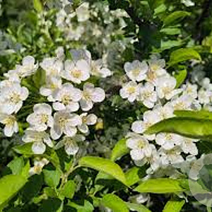 Malus toringo sargentii 175-200 cm draadkluit meerstammig 200-250 diameter