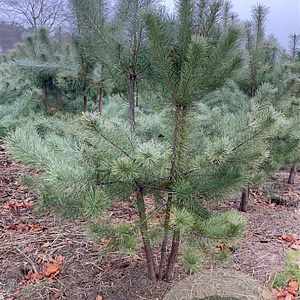 Pinus sylvestris 200-250 cm draadkluit meerstammig 160-180 cm diameter
