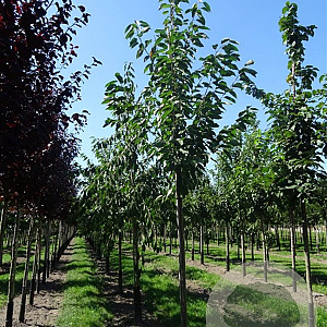 Prunus avium 200-250 cm draadkluit meerstammig 160-180 cm diameter