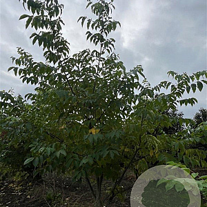 Tetradium daniellii 250-300 cm draadkluit meerstammig 350-400 diameter