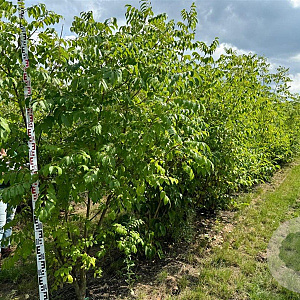 Tetradium daniellii 250-300 cm draadkluit meerstammig 350-400 diameter