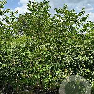 Tetradium daniellii 250-300 cm draadkluit meerstammig 350-400 diameter