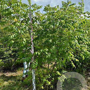 Tetradium daniellii 250-300 cm draadkluit meerstammig 350-400 diameter