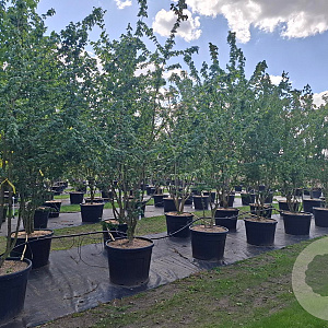 Acer campestre 350-400 cm cont. 130L