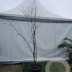 Acer griseum 175-200 cm 35L