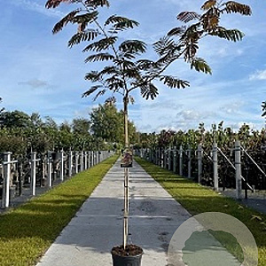 Albizia julibr. 'Evi's Pride' 200-250 cm 50L
