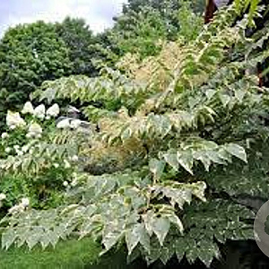 Aralia elata 'Silver Umbrella' 100-125 cm 20L