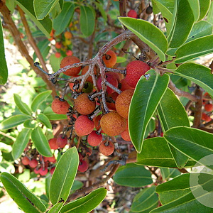 Arbutus andrachne 200-250 cm cont. 80L