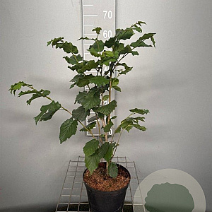 Corylus avellana 60-80 cm 4,0L