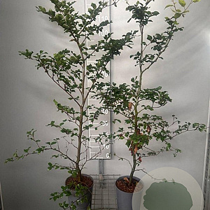 Fagus sylvatica 100-125 cm 4,0L