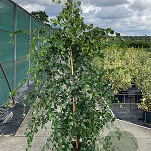 Betula p. 'Spider Alley' 150-175 cm 20L