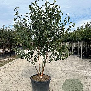 Betula albosin. 'Fascination' 350-400 cm cont. 180L
