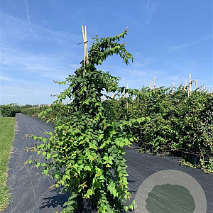 Kolkwitzia amabilis 175-200 cm 20L 3 stok