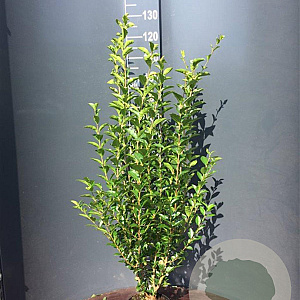 Ligustrum ovalifolium 100-125 cm 4,0L