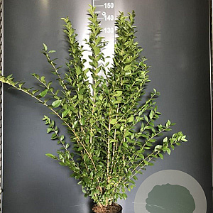 Ligustrum ovalifolium 125-150 cm 4,0L