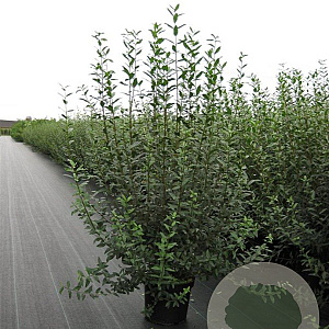 Ligustrum vulgare 125-150 cm 12L