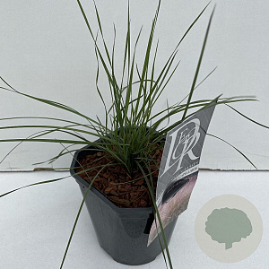 Muhlenbergia capillaris 35-40 cm 2,0L vierkant