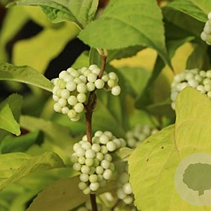 Callicarpa bod. Magical Snow Queen 100-125 cm cont. 180L