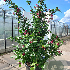 Calycanthus r. 'Aphrodite' 350-400 cm cont. 110L