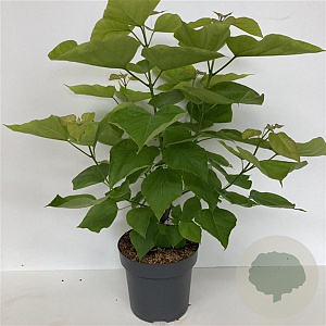 Catalpa bignonioides 'Aurea' 100-125 cm 12L