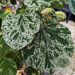 Cercis can. 'Alley Cat' 100-125 cm 20L