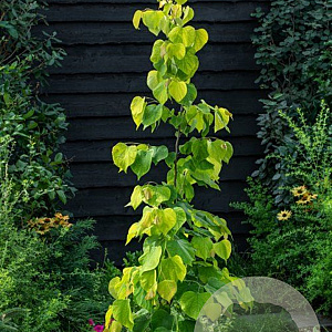Cercis can. 'Hearts of Gold' 250-300 cm cont. 80L