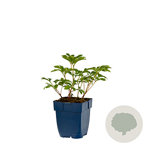 Paeonia (LD) 'Duchesse de Nemours' GM  P11