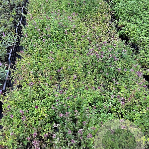 Origanum vulgare GM P9