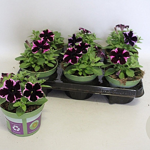 Petunia Cosmic pink GM P12