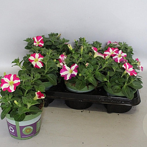 Petunia Pink Hearts GM P12