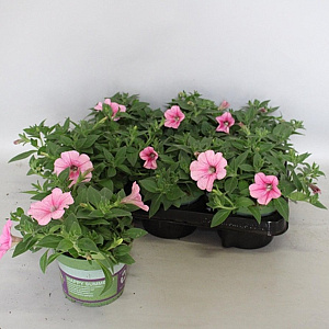 Petunia Pink Vein GM P12