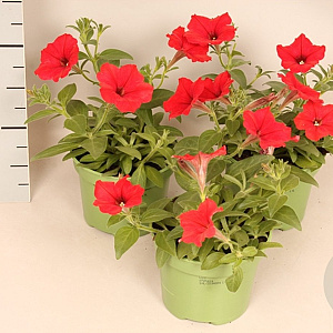 Petunia Red GM P12