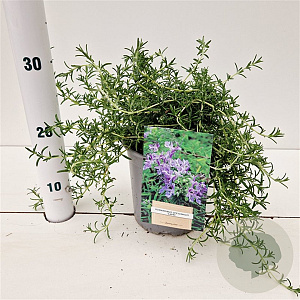 Rosmarinus off. 'Capri' 25-30 cm 2,5L