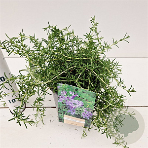 Rosmarinus off. 'Capri' 25-30 cm 2,5L