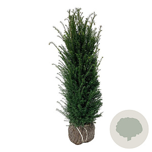 Taxus baccata 100-120 cm met kluit