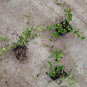 Vinca minor plantgoed P9