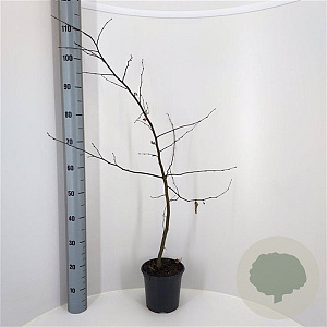 Carpinus betulus 80-100 cm 3,0L