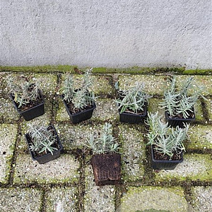 Lavandula ang. 'Hidcote' plantgoed P9