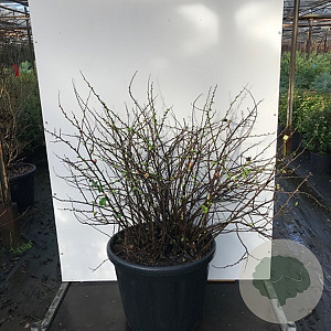 Chaenomeles spec. 'Pink Storm' 125-150 cm 35L