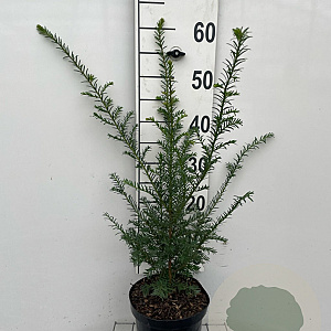 Taxus baccata 50-60 cm 3,0L