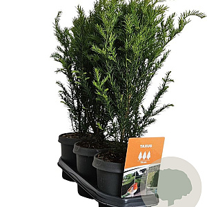 Taxus baccata 50-60 cm 3,0L