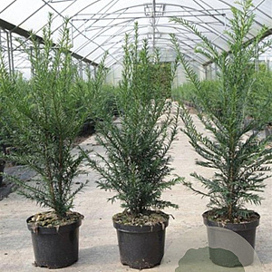 Taxus baccata 50-60 cm 3,0L