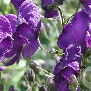 Aconitum henryi 'Spark's Variety' GM P9