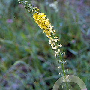 Agrimonia eupatoria GM P9