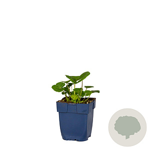 Alcea r. 'Nigra' GM  P11