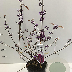 Callicarpa bod. 'Profusion' 40-50 cm 3,0L