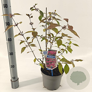 Callicarpa bod. 'Profusion' 40-50 cm 3,0L