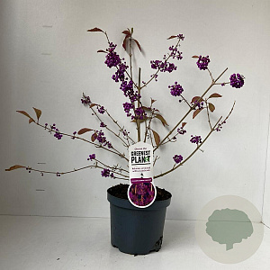 Callicarpa bod. 'Profusion' 40-50 cm 3,0L