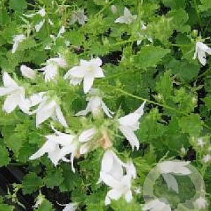 Campanula posch. 'Silberregen' GM P9