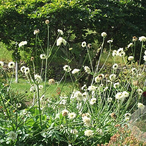 Cephalaria gigantea GM  P11